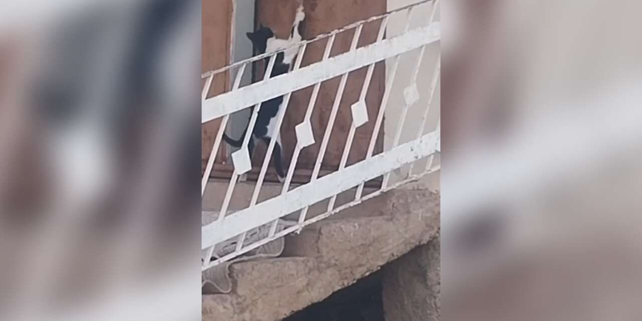 Elazığ’da bir kedi, evin kapısını açarak içeri girdi