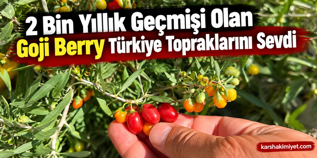 2 Bin Yıllık Geçmişi Olan Goji Berry Türkiye Topraklarını Sevdi