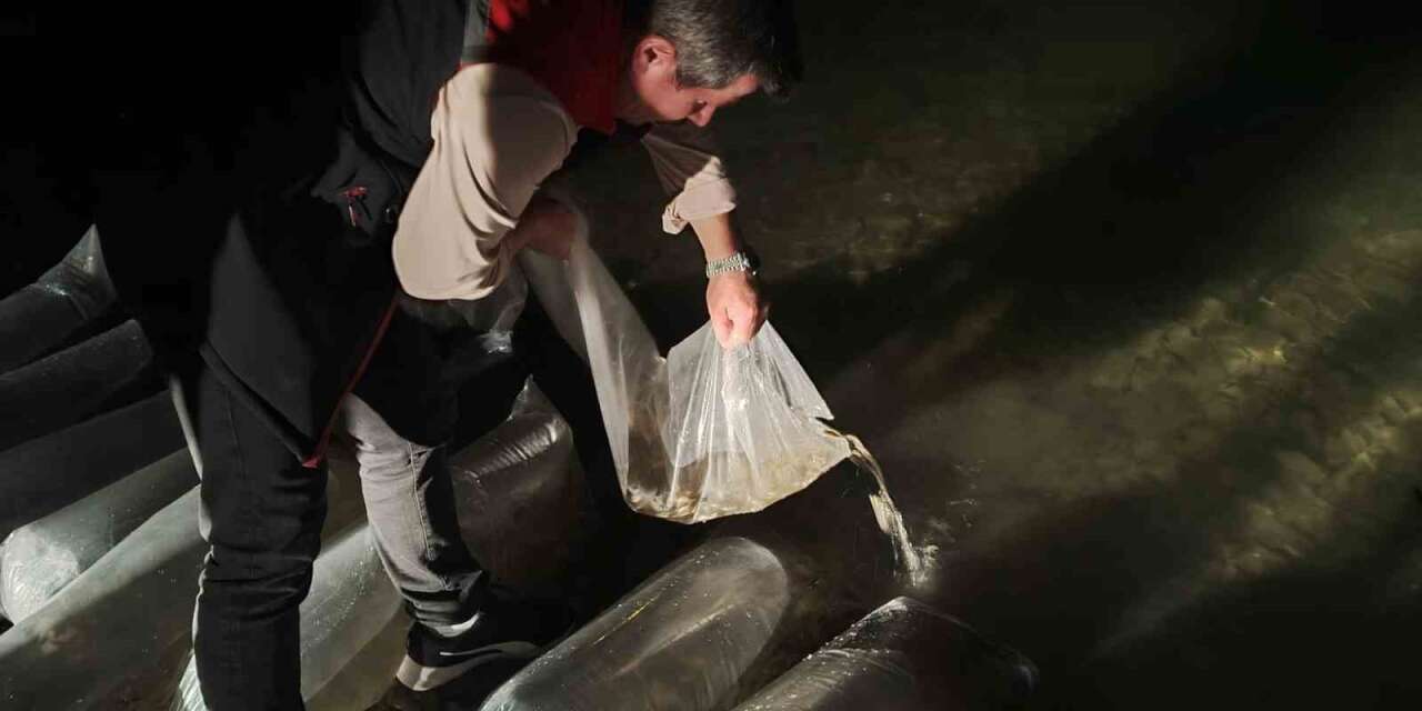 Erzurum’da iç sulara büyük dokunuş: 340 bin yavru sazan suyla buluştu