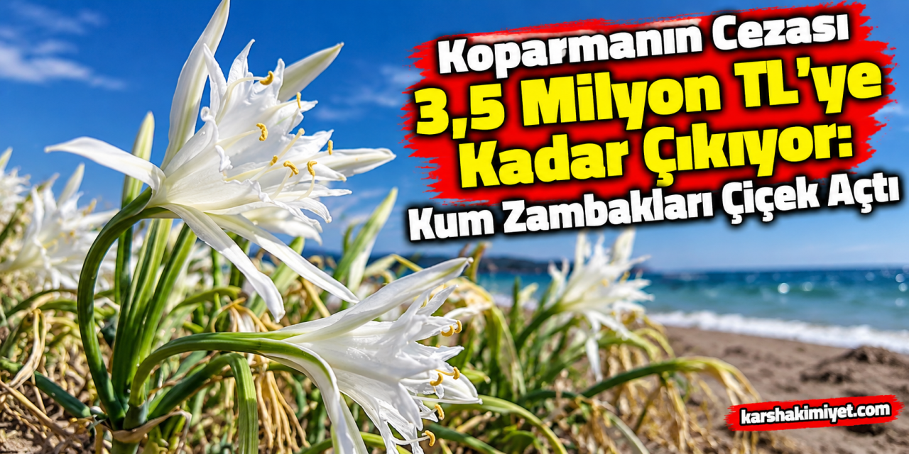 Koparmanın Cezası 3,5 Milyon TL’ye Kadar Çıkıyor: Kum Zambakları Çiçek Açtı