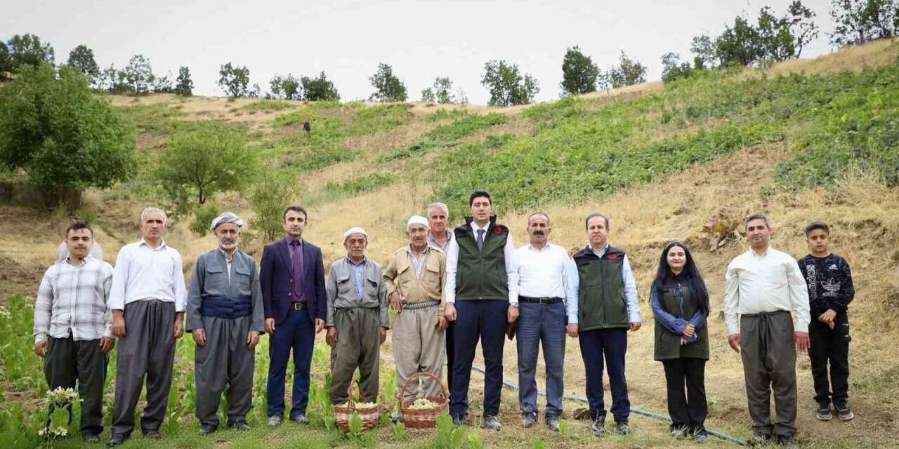 Şemdinli’de üzüm hasadı başladı