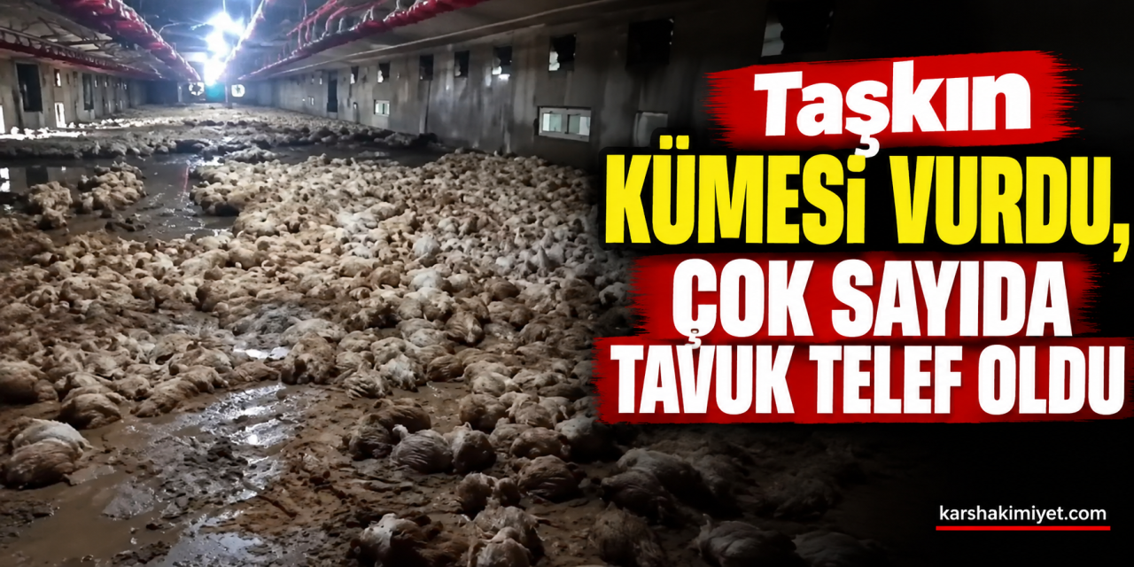 Taşkın kümesi vurdu, çok sayıda tavuk telef oldu