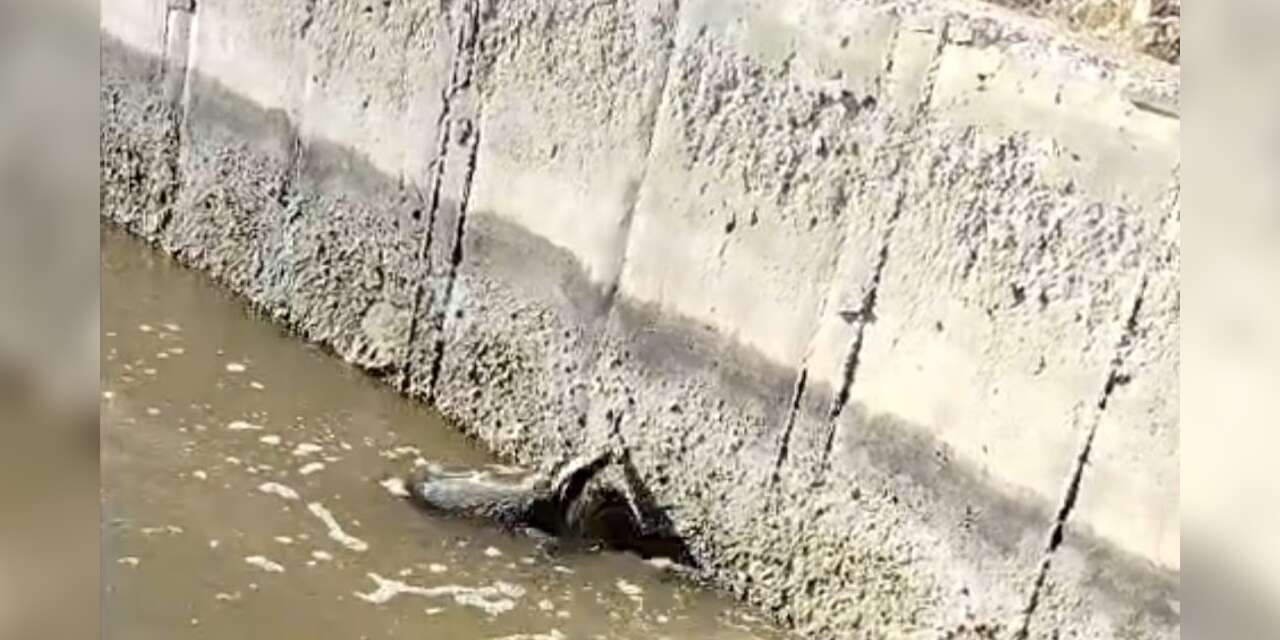 Malatya’da sulama kanalına düşen bal porsuğu kurtarıldı