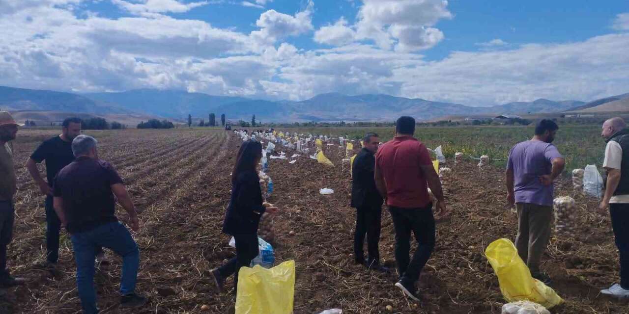 Tercan’da patates hasadı başladı