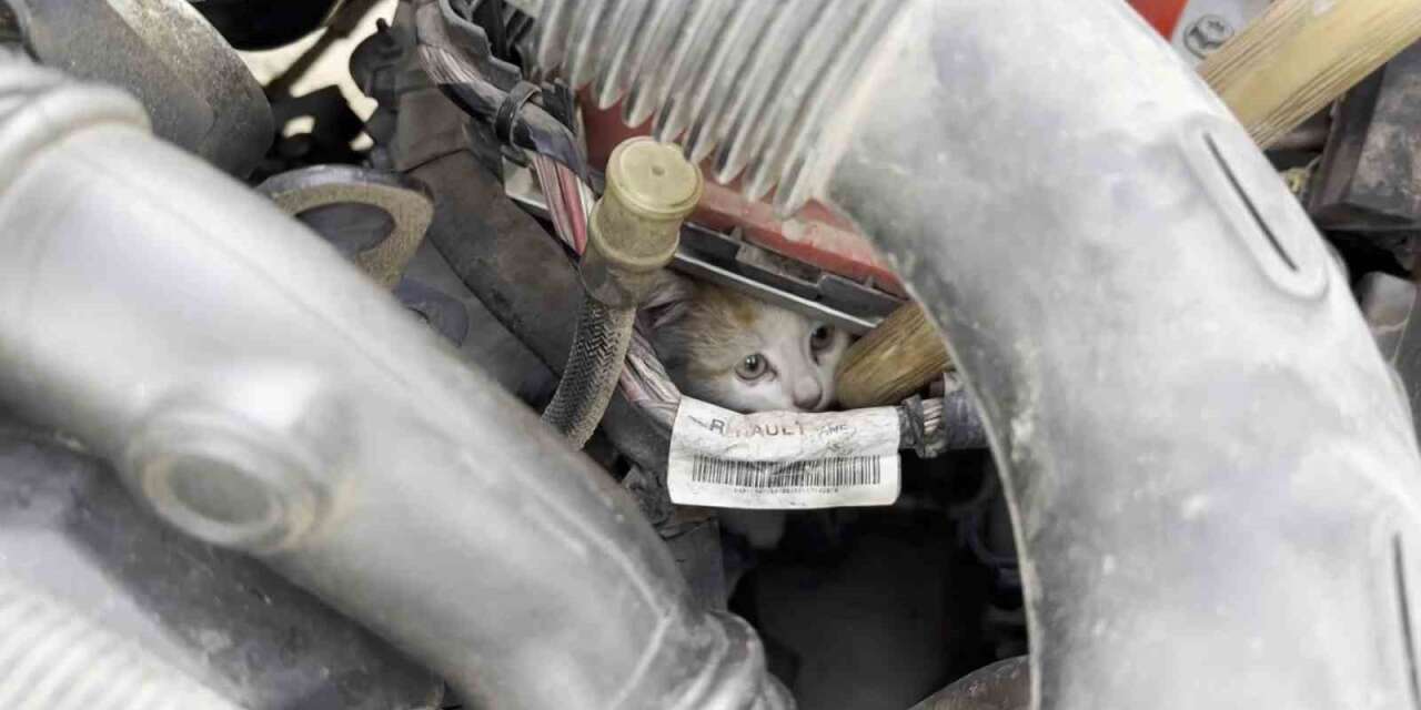 Aracın motor kısmına giren kedi uzun uğraşlar sonucu çıkartıldı