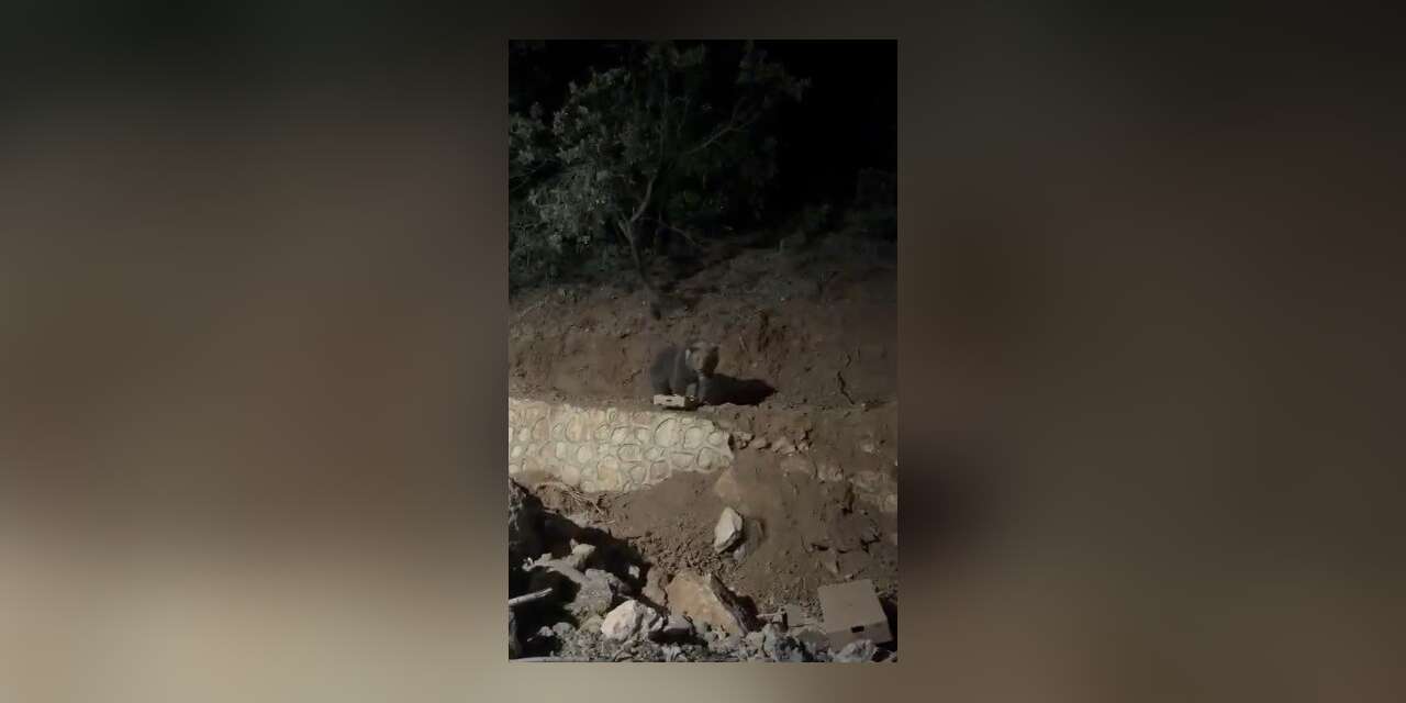 Ovacık’ın sevimli konuğu ayı yine görüntülendi