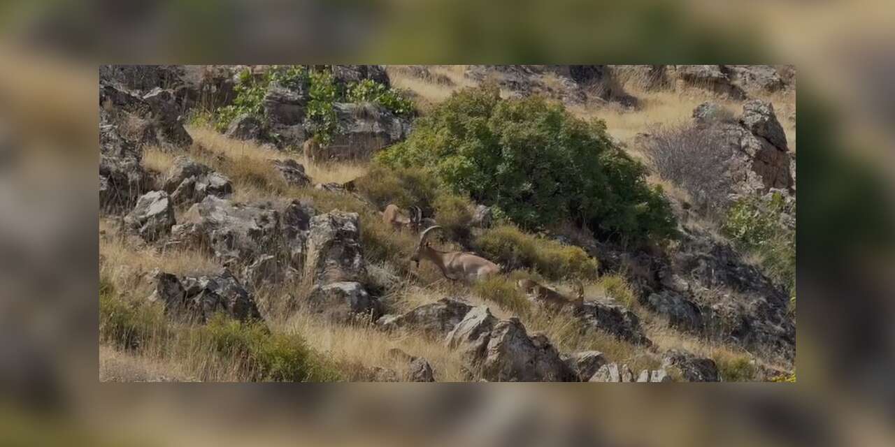 Elazığ’da koruma altındaki dağ keçileri sürü halinde görüntülendi