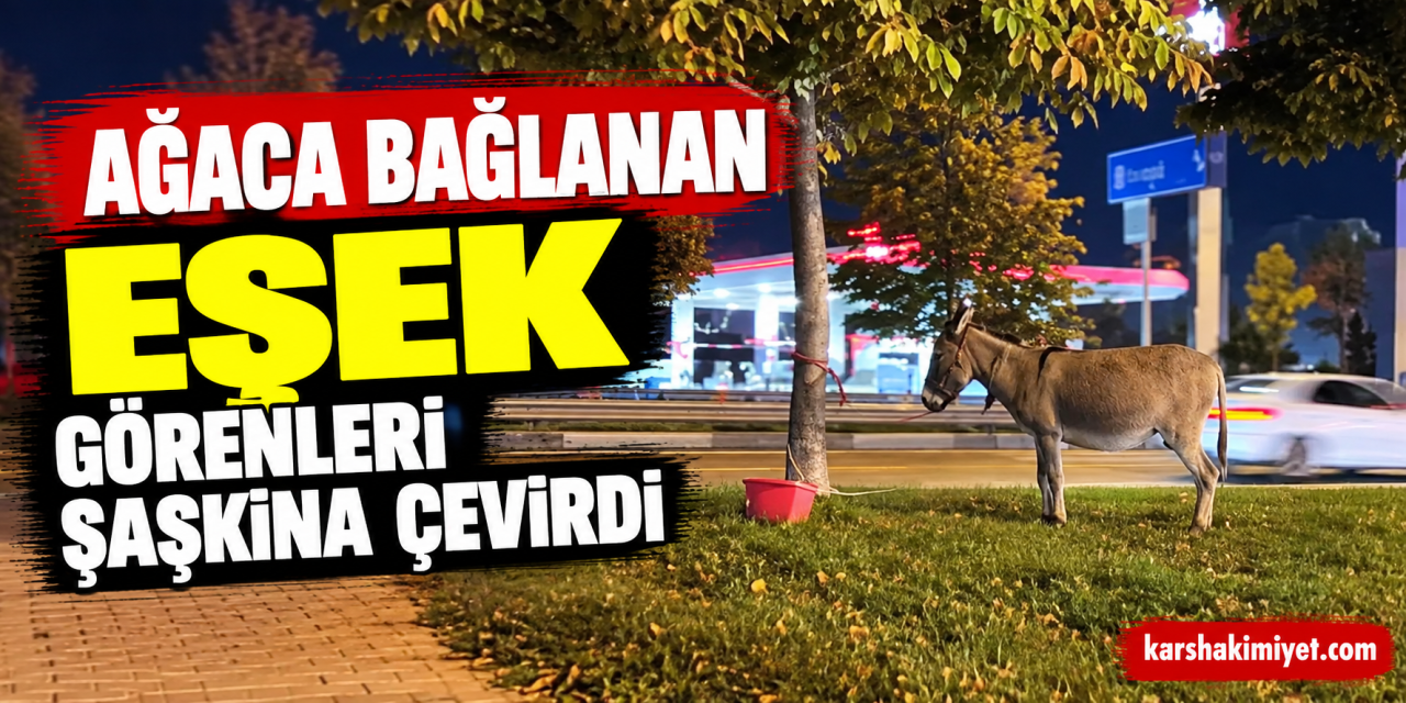Ağaca bağlanan eşek görenleri şaşkına çevirdi