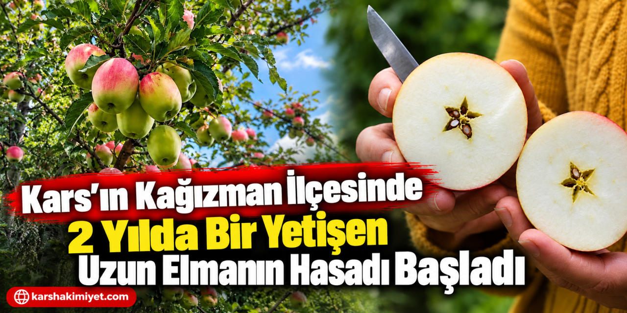 Kars’ın Kağızman İlçesinde 2 Yılda Bir Yetişen Uzun Elmanın Hasadı Başladı