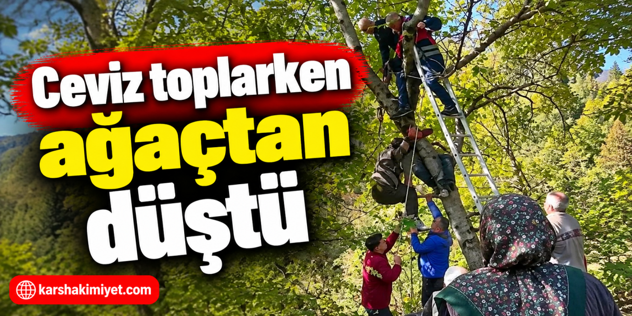Ceviz toplarken ağaçtan düştü