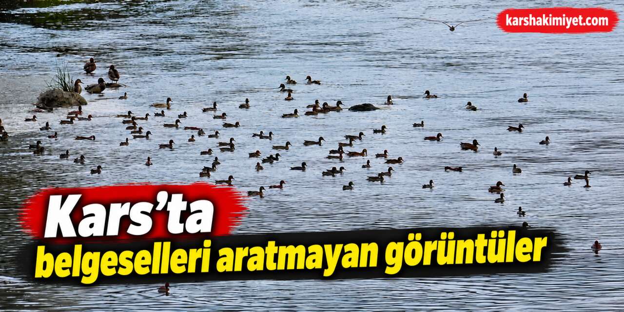 Kars’ta binlerce yaban ördeğinden belgeselleri aratmayan görüntüler