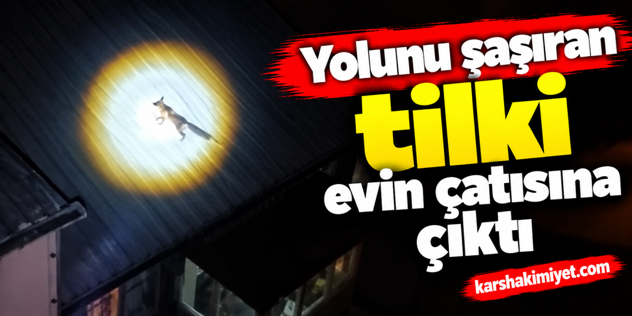 Yolunu şaşıran tilki evin çatısına çıktı