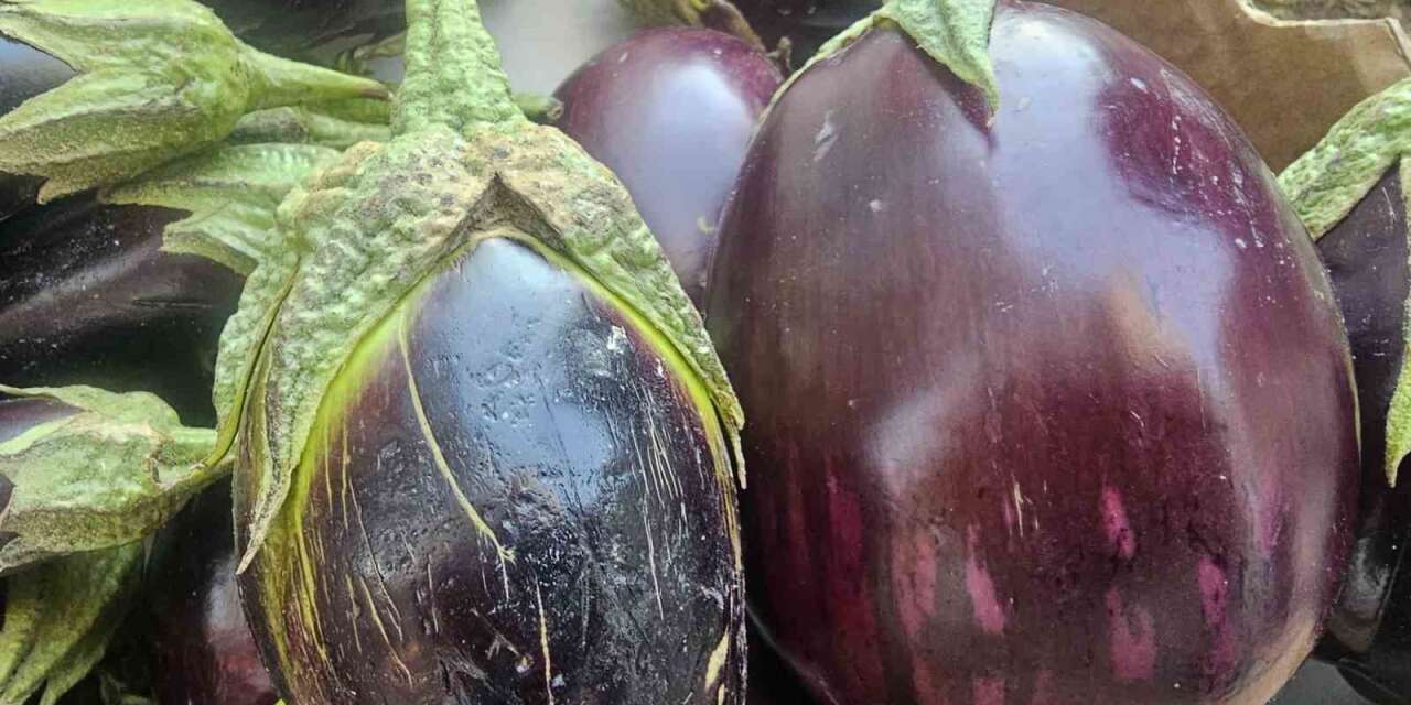 Elazığ’da tombul patlıcanlar dikkat çekiyor