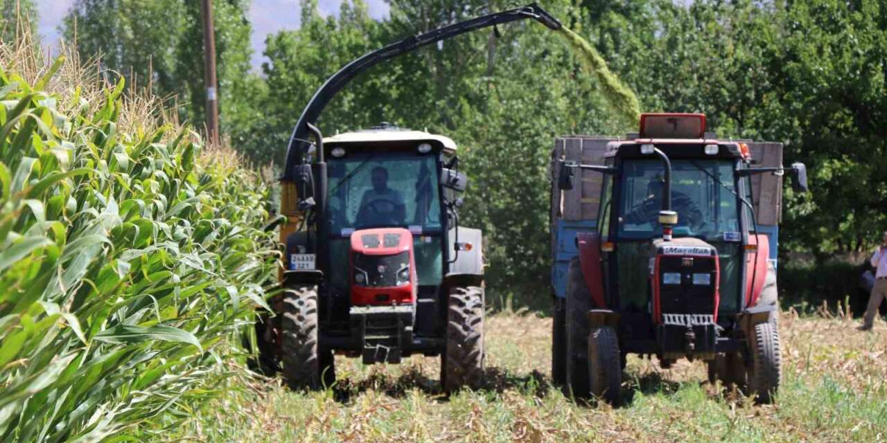Erzincan Ovası’nda silajlık mısır hasadı sürüyor