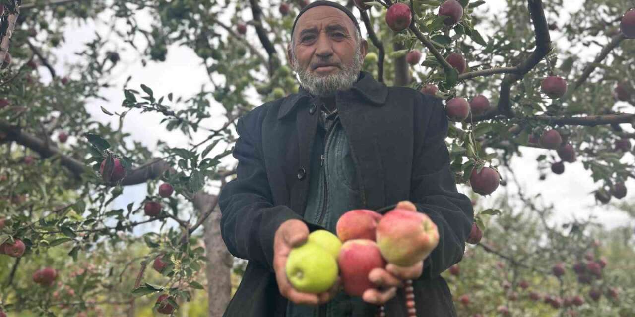 Van’da bir ağaçta hem kırmızı hem yeşil elma