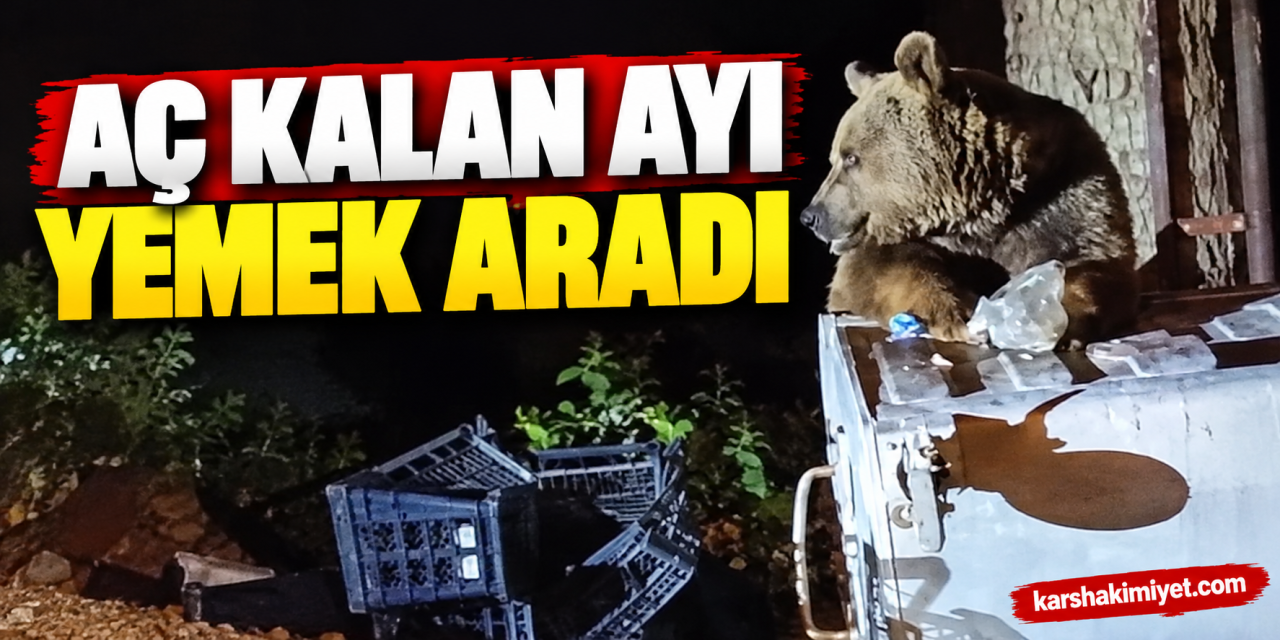 Aç kalan ayı yemek aradı