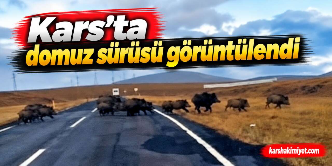 Kars’ta domuz sürüsü görüntülendi