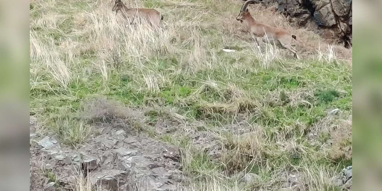 Elazığ’da dağ keçileri görüldü