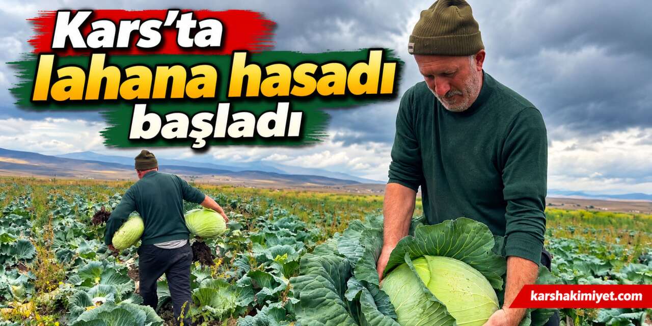 Kars’ta lahana hasadı başladı