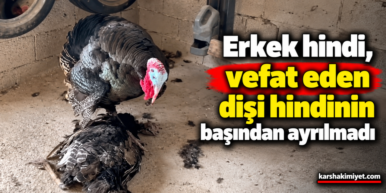 Erkek hindi, vefat eden dişi hindinin başından ayrılmadı