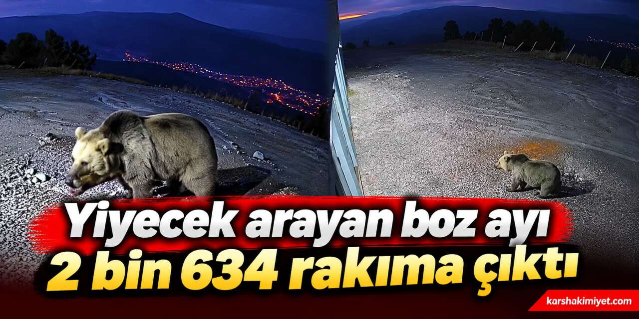 Yiyecek arayan boz ayı 2 bin 634 rakıma çıktı