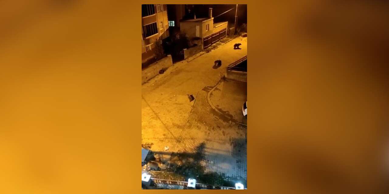 Kars’ta ayılar mahalleyi istila etti