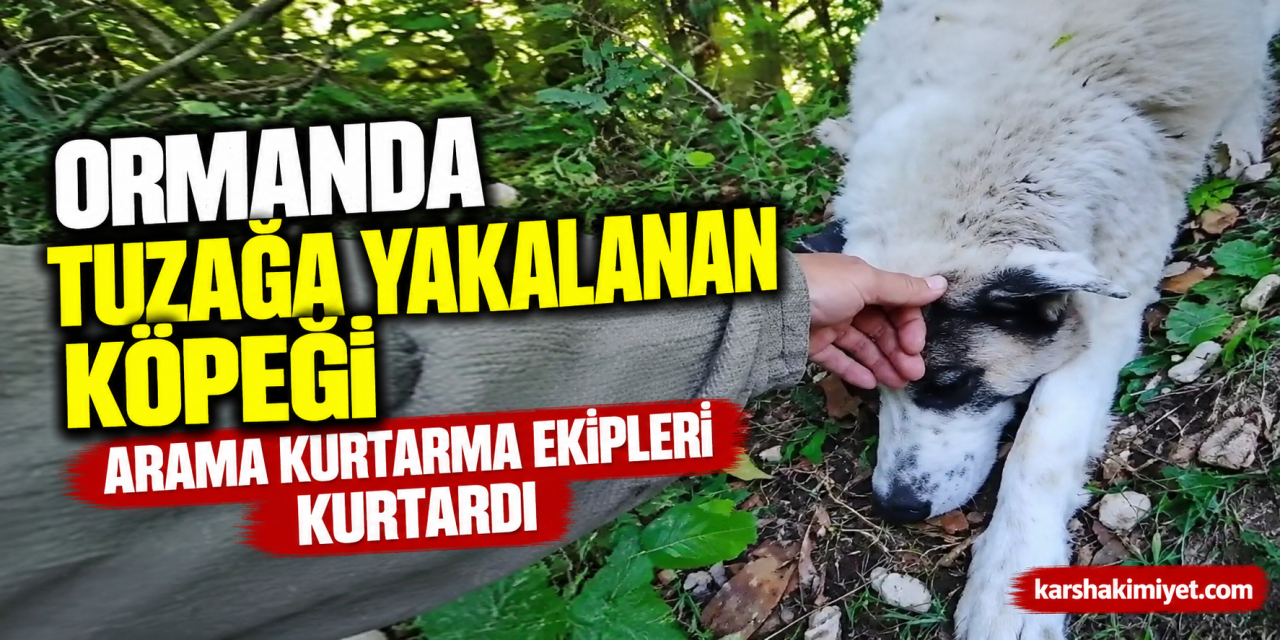 Ormanda tuzağa yakalanan köpeği arama kurtarma ekipleri kurtardı