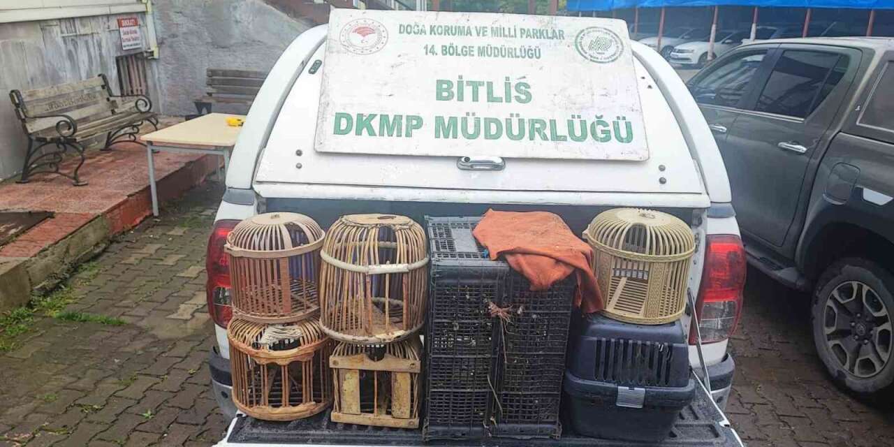 Bitlis’te kaçak avlanmış canlı keklikler doğaya salındı