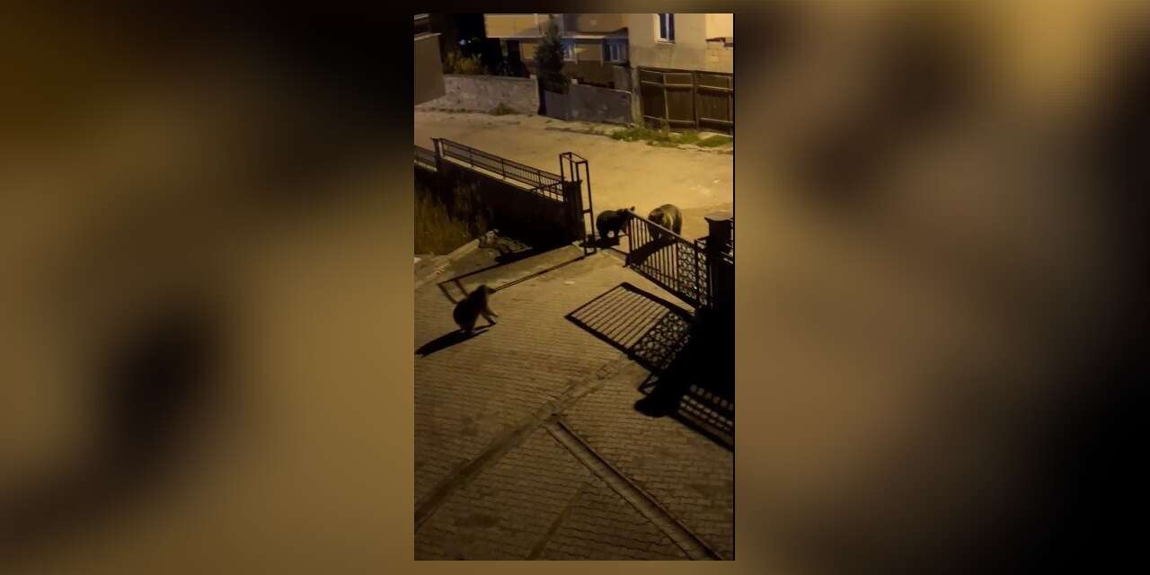 Kars’ta vatandaşın ayıya ile güldüren tepkisi: "Ne buldun da yiyorsun"