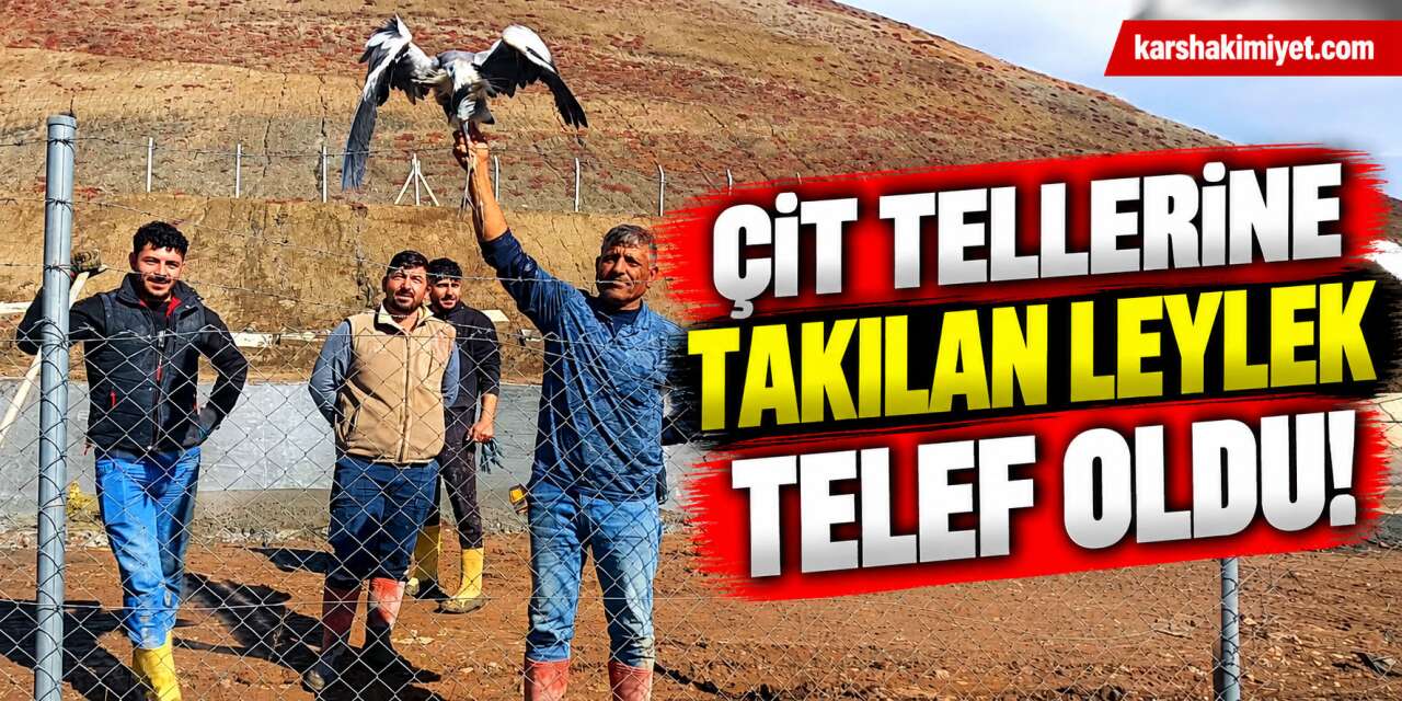Çit Tellerine Takılan Leylek Telef Oldu!