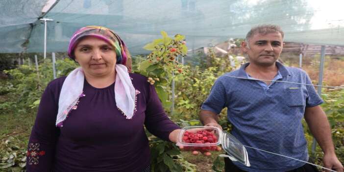 İlk kez yetiştirdi, kilosunu 500 liradan satıyor