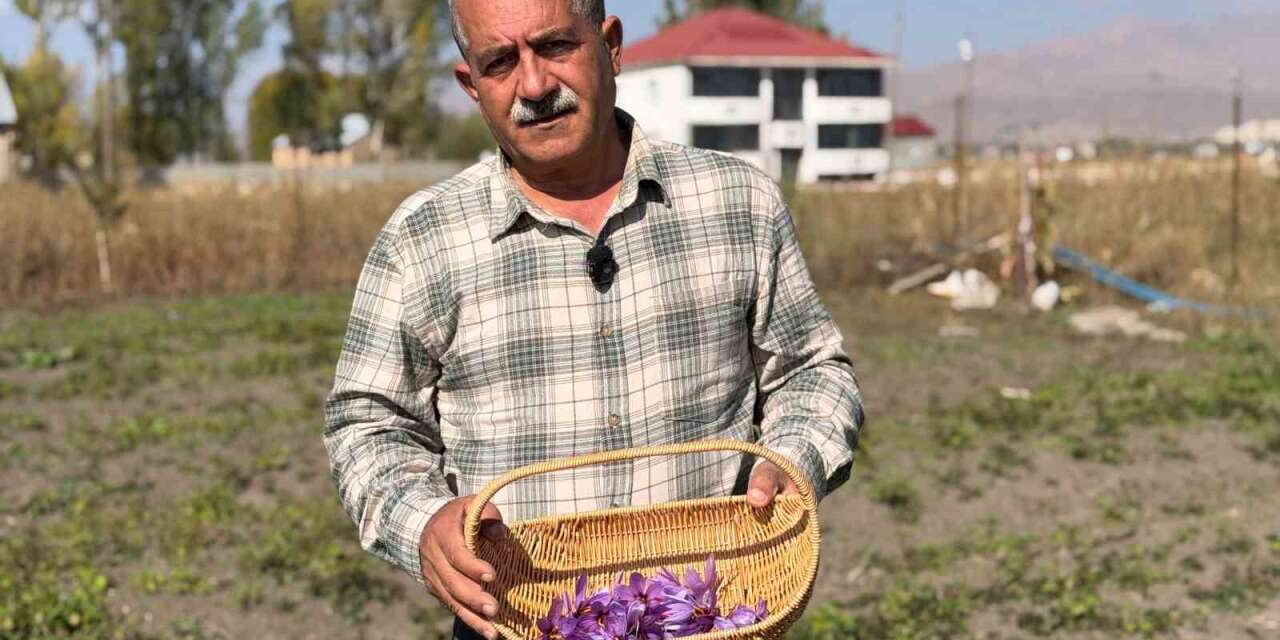 Esnaflığı bıraktı, tarlada serveti buldu: Kilosu 1 milyon lirayı bulan "kırmızı altın" hayatını değiştirdi