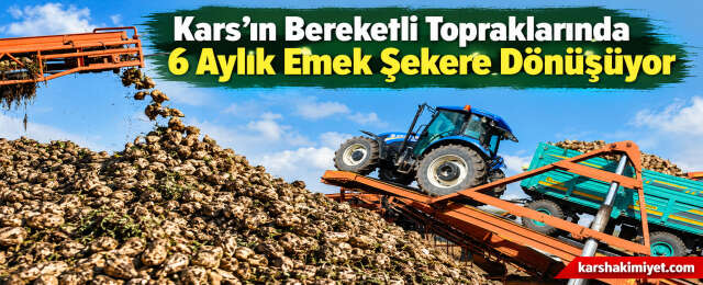 Kars’ın Bereketli Topraklarında 6 Aylık Emek Şekere Dönüşüyor