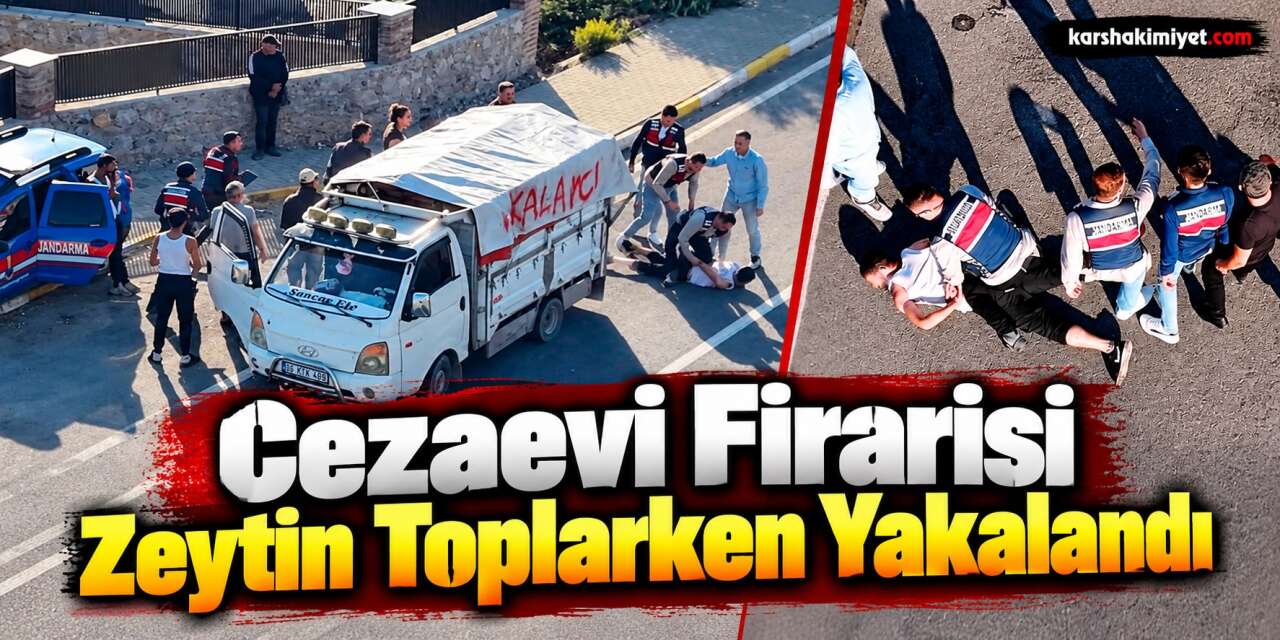 Cezaevi Firarisi Zeytin Toplarken Yakalandı