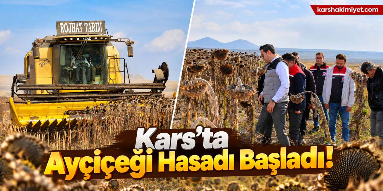 Kars’ta Ayçiçeği Hasadı Başladı!
