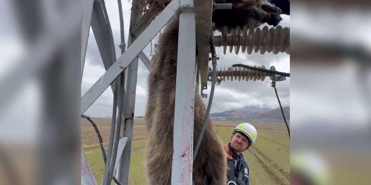 Erzurum’da elektrik direğine çıkan yavru bozayı akıma kapılarak telef oldu