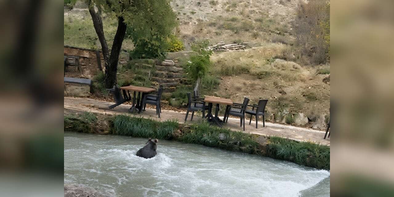 İnsanları görünce suya atladı! Yavru ayının kaçışı kamerada