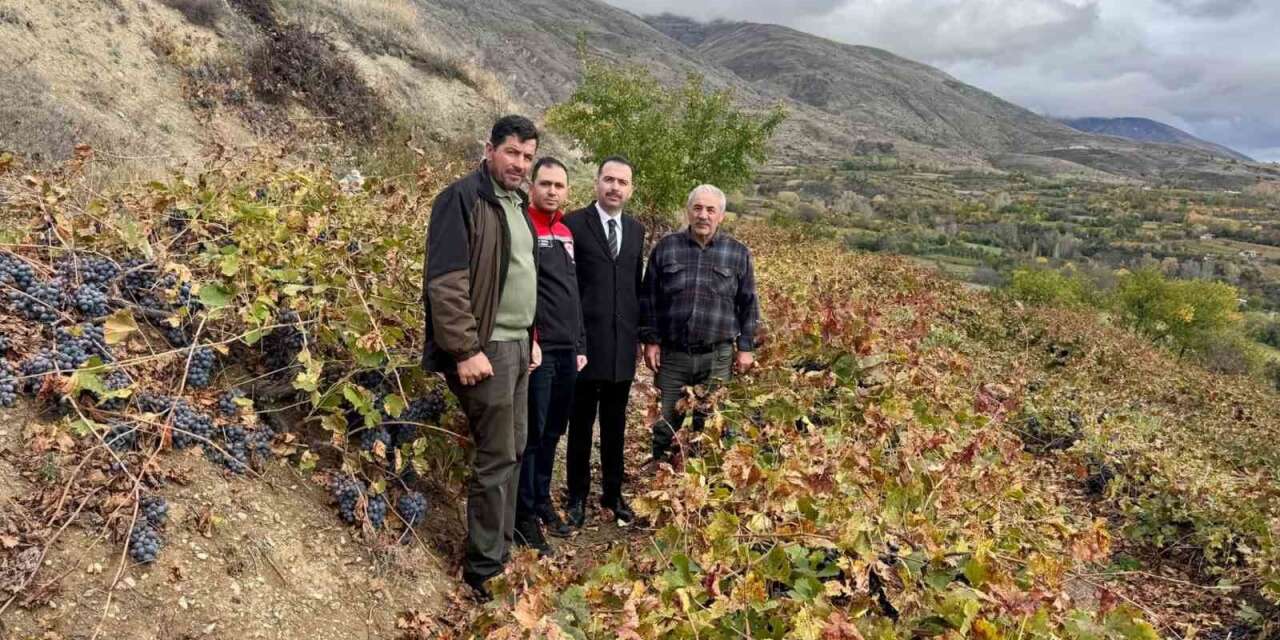 Üzümlü Kaymakamı Hökelekli üzüm bağında incelemelerde bulundu