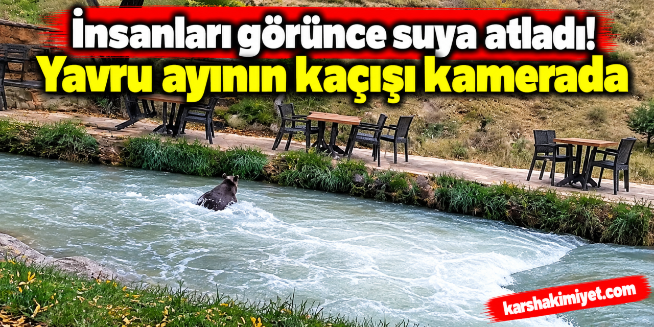 İnsanları görünce suya atladı! Yavru ayının kaçışı kamerada