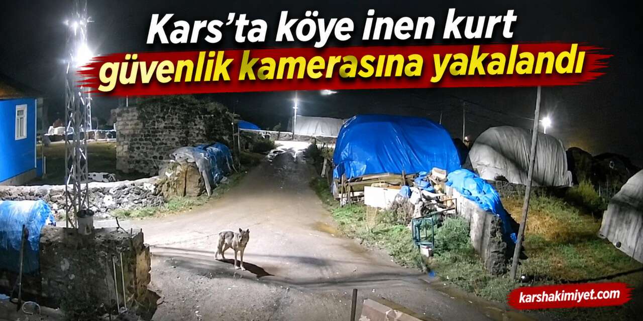Kars’ta köye inen kurt güvenlik kamerasına yakalandı