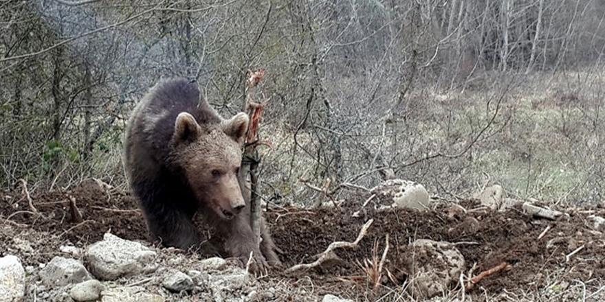 Kars’ta ayı saldırısı: 1 ölü!