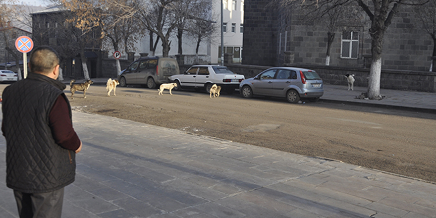 Kars’ta sokak hayvanları kısırlaştırılacak!
