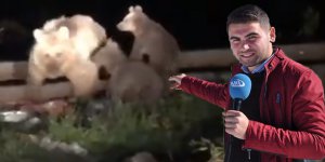 Ayı kendisini görüntüleyen gazeteciye saldırdı
