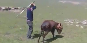 Kars’ta işkence yapılan eşek emin ellerde