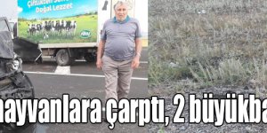 Pick-up büyükbaş hayvanlara çarptı, 2 büyükbaş hayvan telef oldu