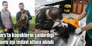 Kars’ta köpeklerin saldırdığı yavru ayı tedavi altına alındı 