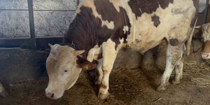Kars’ta 600 kiloluk boğa görenlerin ilgisini çekiyor