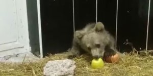 Kars’ta tedavi edilen yavru ayılar sağlığına kavuştu