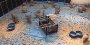 Kars’ta tedavileri tamamlanan keklikler doğaya bırakılacak