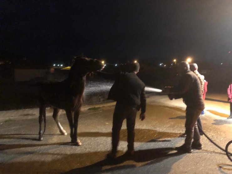 Gübre yığınında mahsur kalan at itfaiye ekiplerince kurtarıldı